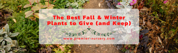 The Best Fall & Winter Plants to Give (and Keep)