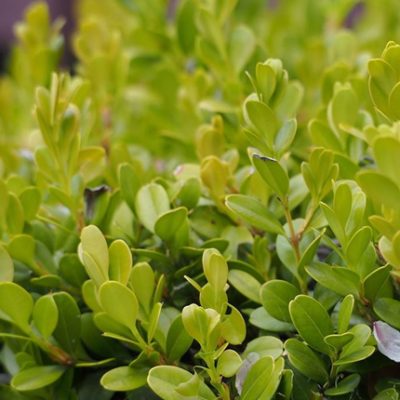 Boxwood