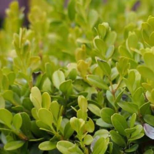 Boxwood