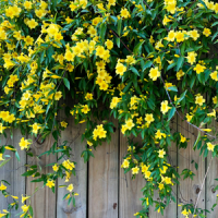 Carolina Jasmine in Fort Worth