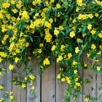 Carolina Jasmine in Fort Worth
