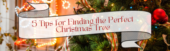 5 Tips for Finding the Perfect Christmas Tree