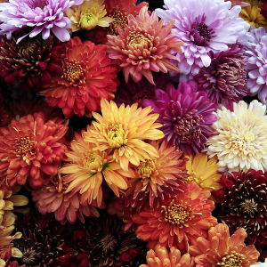 Chrysanthemums at Premier Nursery in Fort Worth Texas