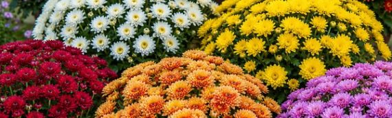 Fall Decorating Ideas in Fort Worth using Pumpkins, Gourds, Hay Bales and Fall Container Plants