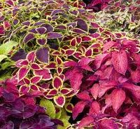 Coleus