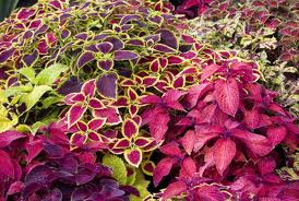 Coleus at Premier Nursery in Fort Worth Texas