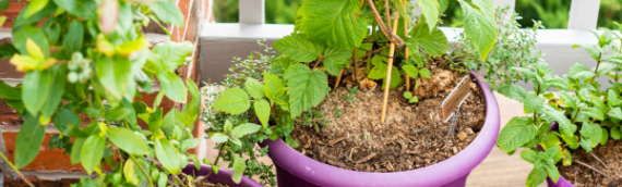 Fall Garden Guide: Fall Container Gardens