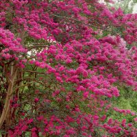 Crepe Myrtle - Fort Worth