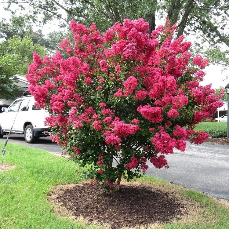Crepe Myrtle - Fort Worth
