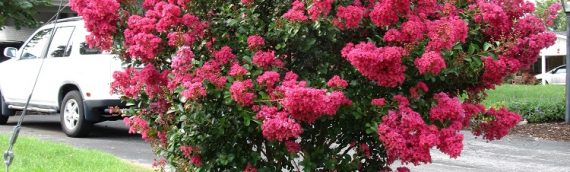 Crape Myrtles: Summer Color That Beats The Heat