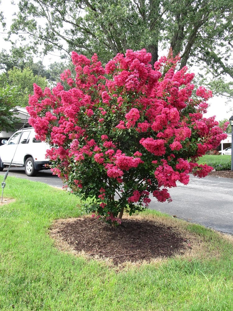 Crepe online myrtle varieties