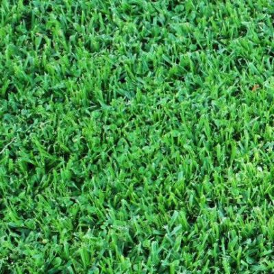 Del Mar St. Augustine Grass Sod Pallet - Image 2