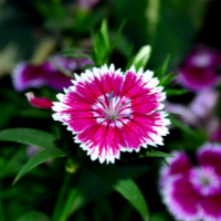 Dianthus at Premier Nursery