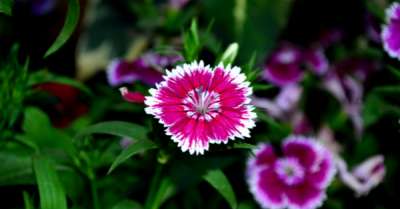 Dianthus at Premier Nursery