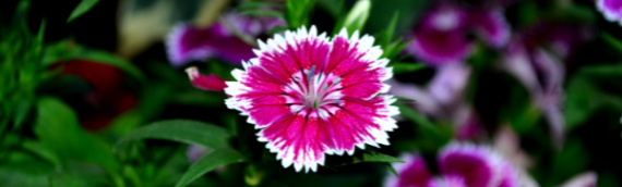 Basic Perennial Care: Planting, Watering, and Fertilizing