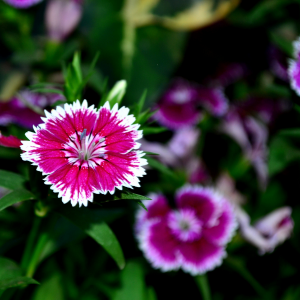 Dianthus at Premier Nursery in Fort Worth Texas