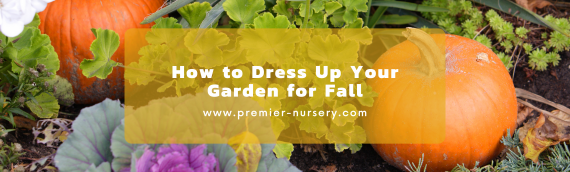 How to Dress Up Your Garden for Fall