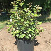 Eleagnus 3 gal.