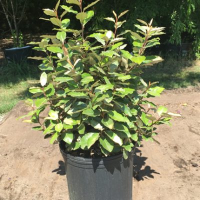 Eleagnus 3 gal.