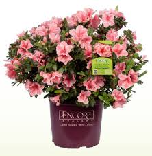 encoreazalea