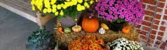 The Perfect Time to Buy Garden Mums: A Comprehensive Guide