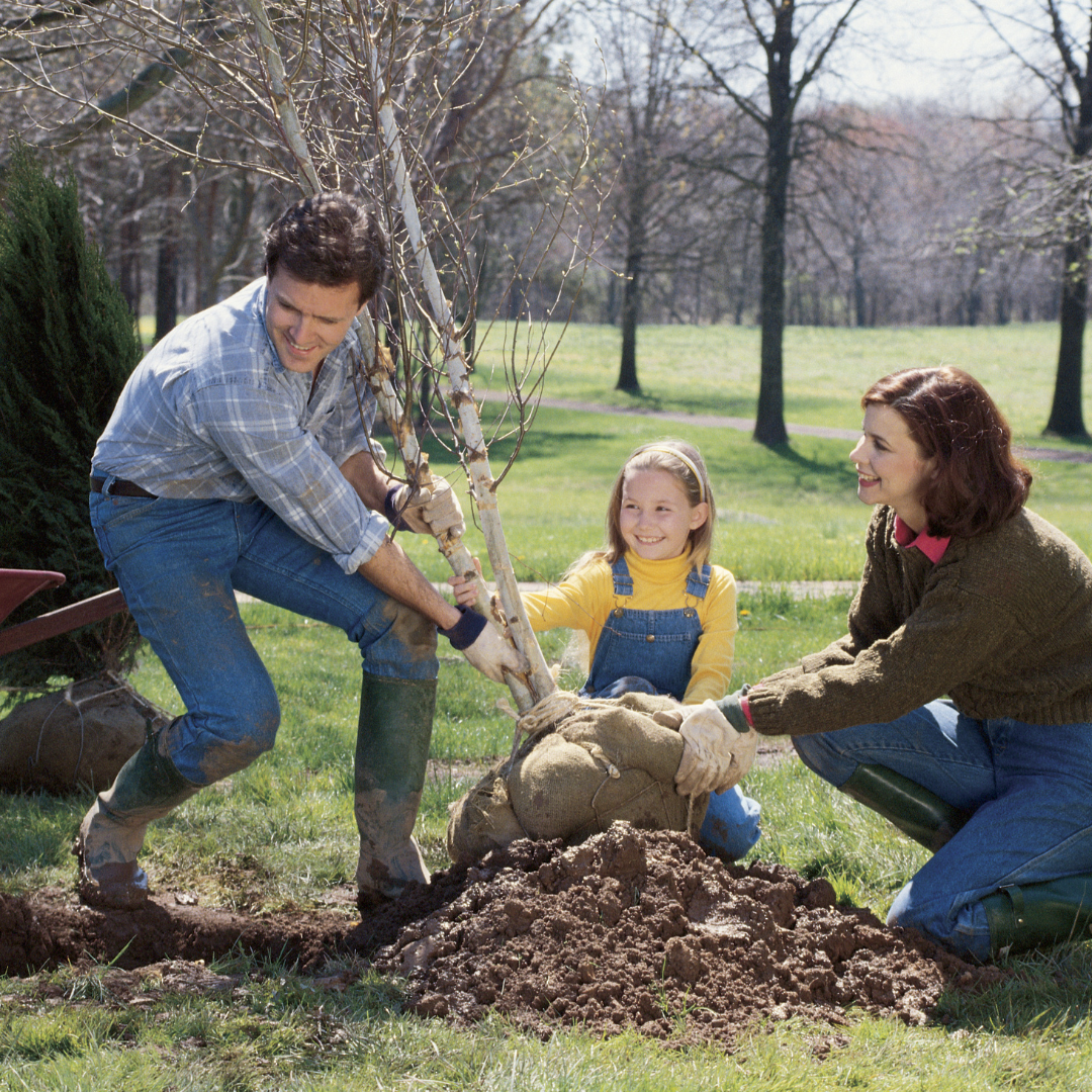 Why Fall is the Best Time to Plant Your Trees and Shrubs in Texas ...