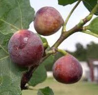 Celeste fig tree in North Texas garden