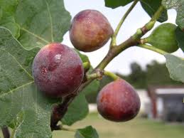 Celeste fig tree in North Texas garden