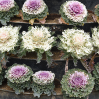 Flowering Kale at Premier Nursery