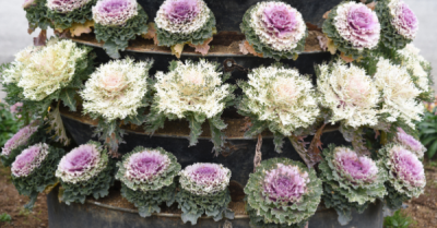 Flowering Kale at Premier Nursery