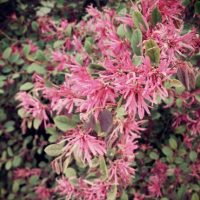 Fringe Flower