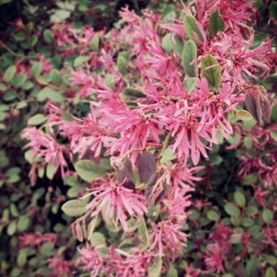 Fringe Flower