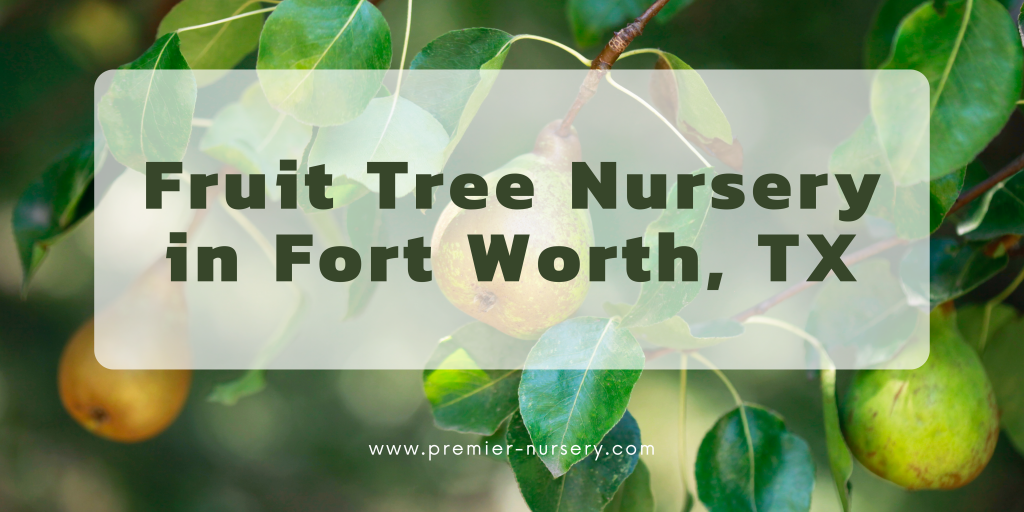 Fruit Tree Nursery Fort Worth Premier Nursery Premier Nursery