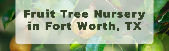 Fruit Tree Nursery Fort Worth – Premier Nursery