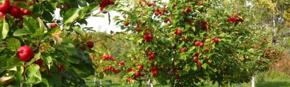 Fruit Tree Types That Do Well In DFW/North Texas