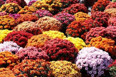 Chrysanthemums (Garden Mums)