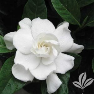 gardenia