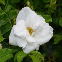 Gardenia