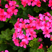 Geraniums in Fort Worth