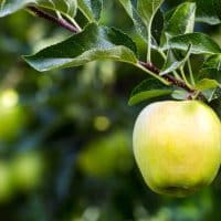 Golden Delicious Apple Trees