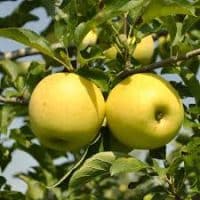 Golden Delicious Apple Trees