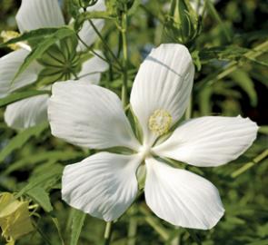 Texas Star Hardy Hibiscus 