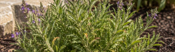 Protecting Stressed Plants: How to Shield Container Plants and Delicate Leaves from Intense August Afternoons