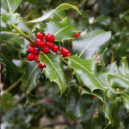 Holly Grows