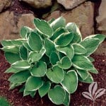 hosta var