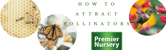 Butterflies, Bees & Birds: How to Attract Pollinators in Your Garden