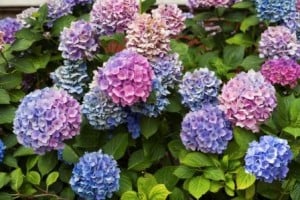 Colorful hydrangea flowers on a summer day