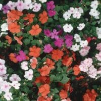 Impatiens in Fort Worth