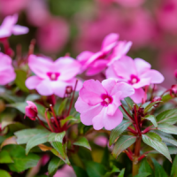 Impatiens in Fort Worth