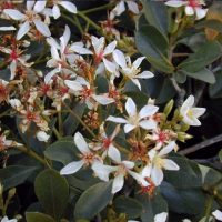 Indian Hawthorn